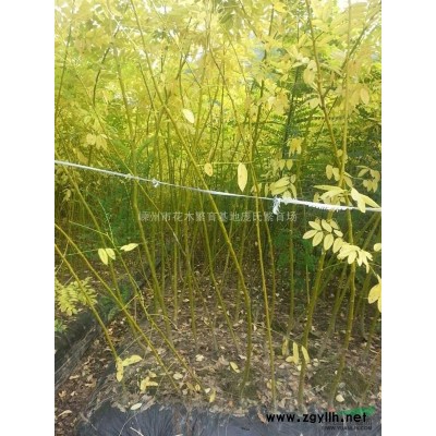 西府海棠圖片\西府海棠報(bào)價(jià)