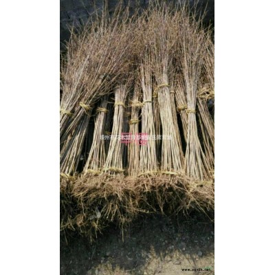 日本早櫻*新價(jià)格/日本早櫻報(bào)價(jià)