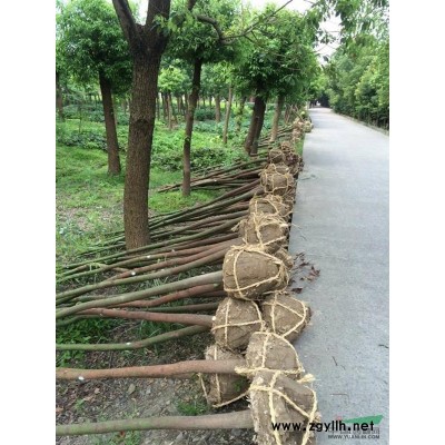 香樟、櫸樹、合歡一年生小苗(數量多)