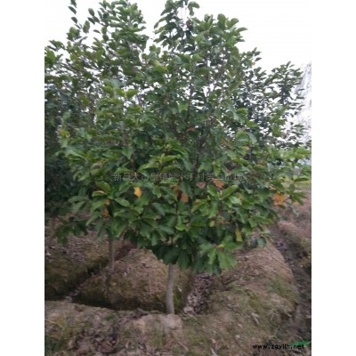 大量供應(yīng)4--5公分海棠4公分55元；5公分130元