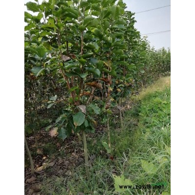 西府海棠2-8公分