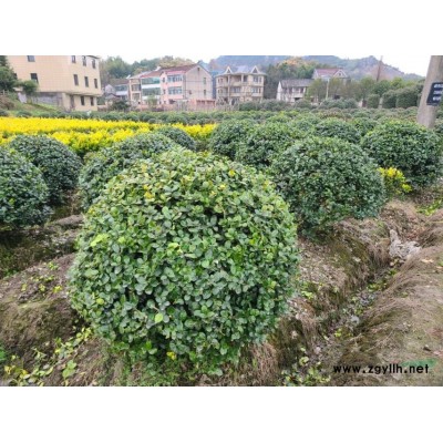 P80-300紅葉石楠球