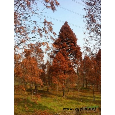 北美橡樹、水櫟、月桂葉櫟