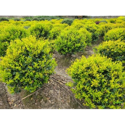 紅花繼木小毛球