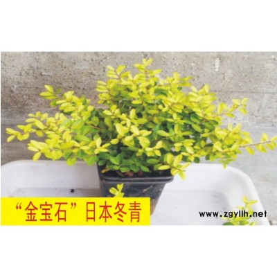 供應30-50左右光彩照人耐寒四季紅花紅千層
