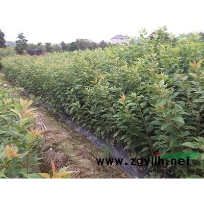 一年生垂絲海棠、