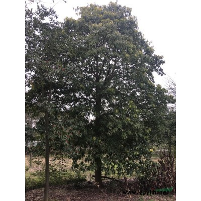 美國柳葉櫟、紅果冬青