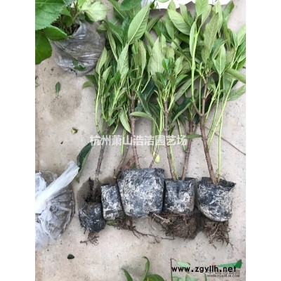 供應花葉絡石（地栽、盆栽）