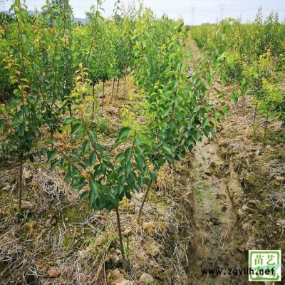 柿子苗，日本脆甜柿苗，太秋甜柿樹苗