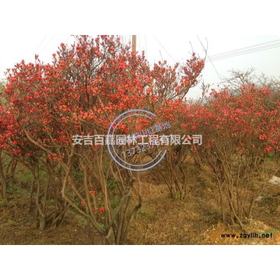 優質特價大量出售映山紅產地直銷