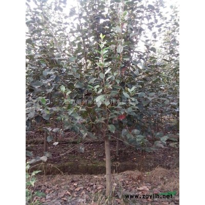 管理有方法，浙江垂絲海棠的栽培注意事項