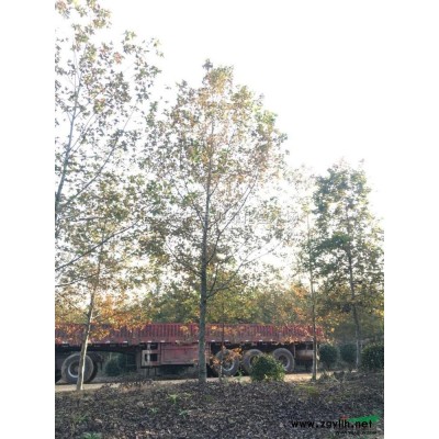 浙江供應水杉 湖州水杉基地 低價水杉規(guī)格*