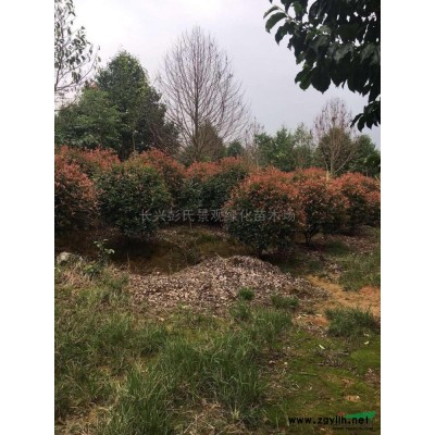 浙江紅葉石楠 大小規(guī)格紅葉石楠圖片/浙江紅葉石楠 大小規(guī)格紅葉石楠報(bào)價(jià)