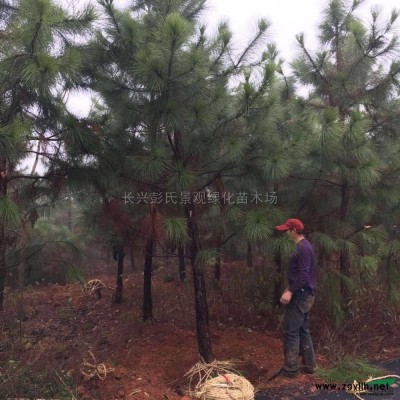 浙江烏桕介紹/特征/用途