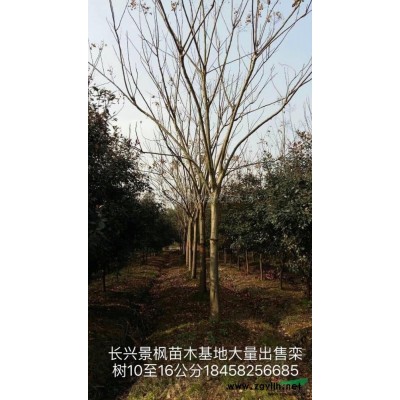 浙江[三角楓]/浙江三角楓5價格/報價