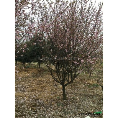 精品香樟*新價格/精品香樟報價