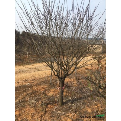 無患子*新價格/無患子報價