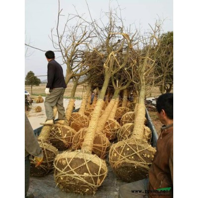 欒樹行情報價\欒樹圖片展示