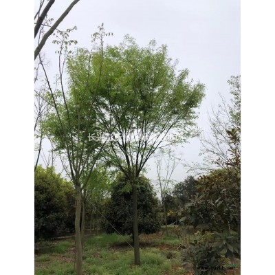 浙江叢生樸樹2介紹