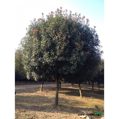 12-40公分香樟報價/浙江12-40公分香樟報價