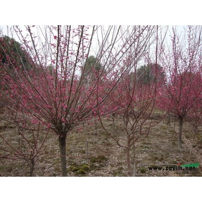 1-5年生楊梅苗價格楊梅種植基地批發