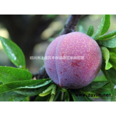 2021年青梅種子出售