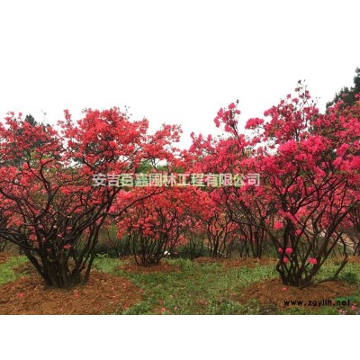 浙江供應高山全冠映山紅供應規格*