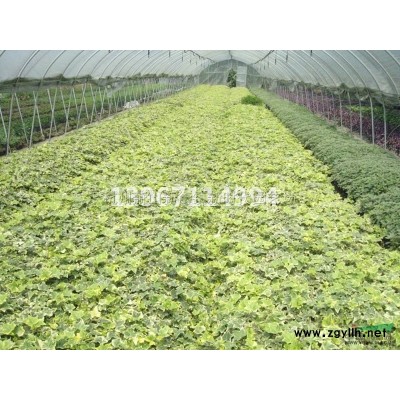紫嬌花120雙色杯行情報(bào)價(jià)/紫嬌花120雙色杯圖片展示