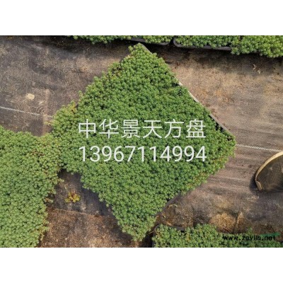 浙江[產(chǎn)品]/浙江無(wú)盡夏 （八仙花）2加侖價(jià)格/報(bào)價(jià)