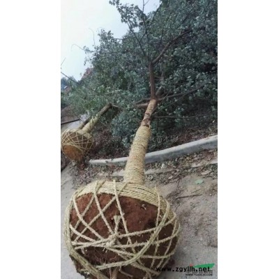 浙江供應(yīng)雜交馬褂木 湖州雜交馬褂木基地規(guī)格*