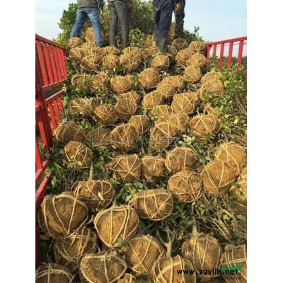 大小規(guī)格浙江桂花 精品桂花 湖州桂花農(nóng)戶(hù)基地