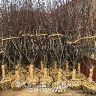 浙江供應(yīng)玉蘭3規(guī)格*