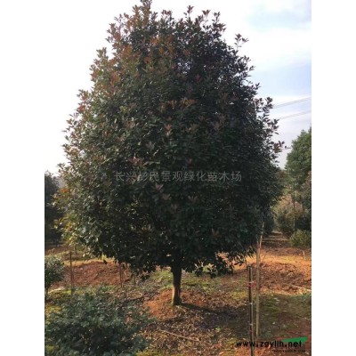 1-15公分紅葉石楠2*新價格/1-15公分紅葉石楠2報價