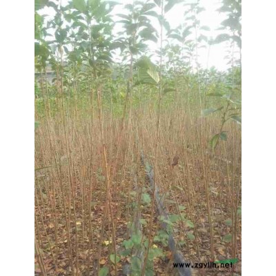 紅梅小苗行情報價\紅梅小苗圖片展示