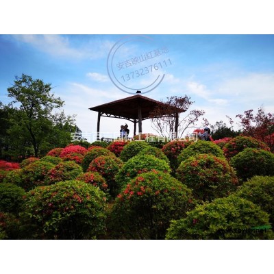 浙江安吉映山紅出售批發/供應