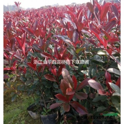 紅葉石楠杯苗價格0.22元一株