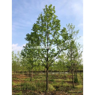 優(yōu)質特價精品樸樹 湖州精品樸樹產(chǎn)地直銷