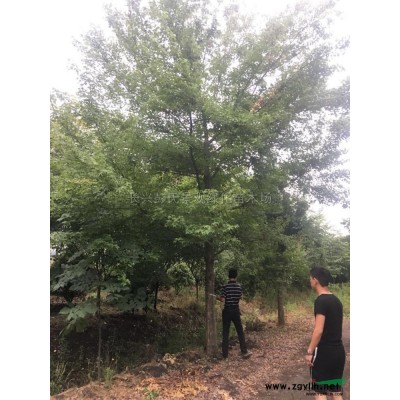 浙江[產(chǎn)品]/浙江三角楓 湖州三角楓農戶價格/報價