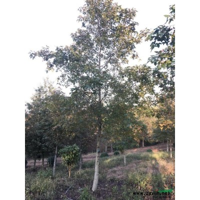 浙江美人梅2介紹