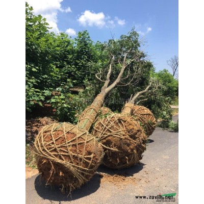 浙江香樟批量供應信息