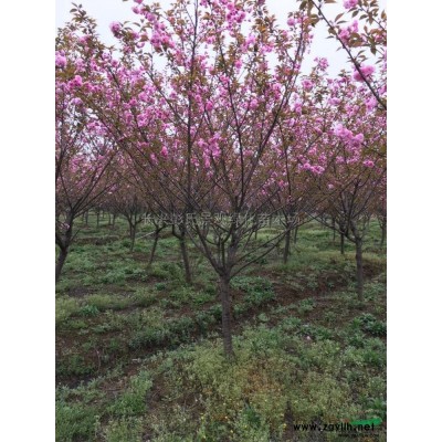 浙江紅白玉蘭*新報價/紅白玉蘭圖片