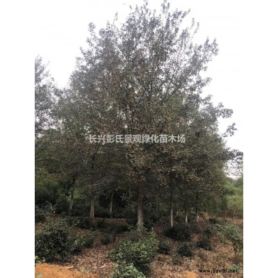 10-16公分欒樹供應/10-16公分欒樹圖片