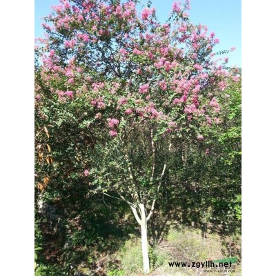 紅楓櫻花雞爪槭紅葉李小苗供應