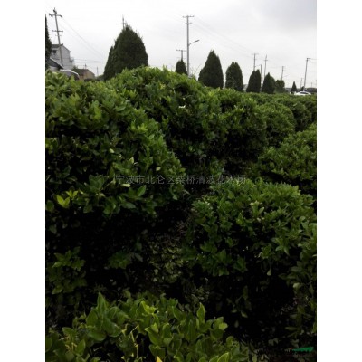 浙江錦繡杜鵑產(chǎn)地 寧波錦繡杜鵑供應(yīng)商 杜鵑批發(fā)基地