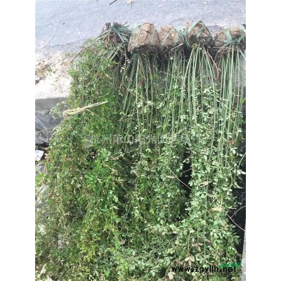 花石榴2圖片\花石榴2報價