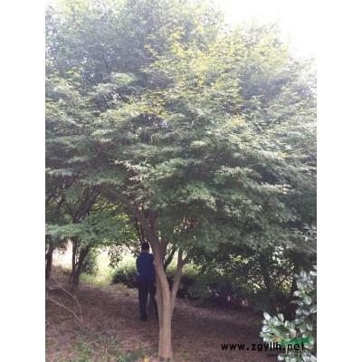 優質特價浙江無患子 16-20公分無患子 無患子基地產地直銷