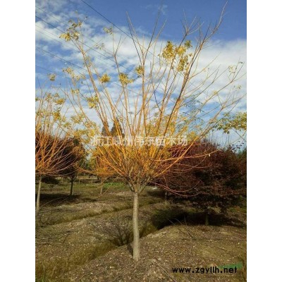 10公分垂絲海棠報價/浙江10公分垂絲海棠報價