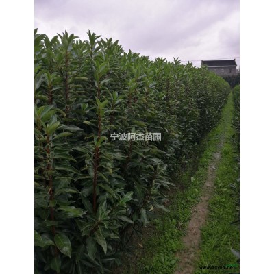 浙江毛鵑價格行情報價/浙江毛鵑價格圖片展示