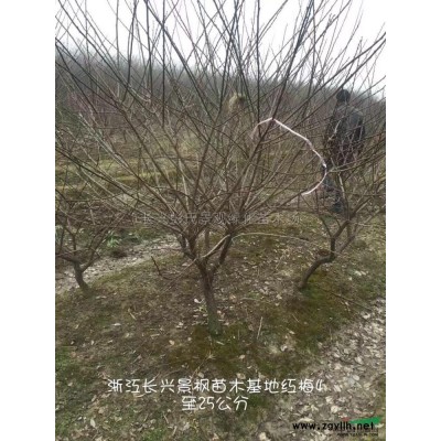 大小規(guī)格娜塔櫟 湖州娜塔櫟 浙江娜塔櫟基地