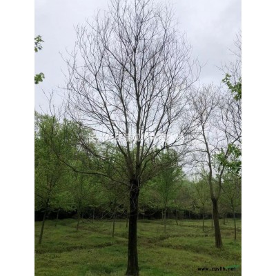 2021年浙江櫸樹 湖州櫸樹 大小櫸樹新報價